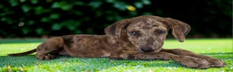 Catahoula Leopard Dog dogs for sale: Tigger 2026 Female 3 - Ad 10