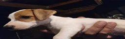 Jack Russell Terrier dogs for sale: Jack Russell Terrier 2 - Ad 3