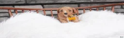 Cavapoo dogs for sale: Jacy  - Ad 3