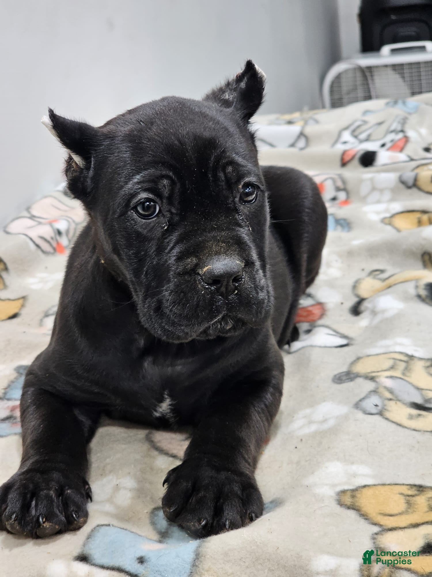 Cane Corso dogs SASSY - Ad 3
