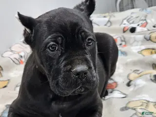 Cane Corso dogs SASSY - Ad 12