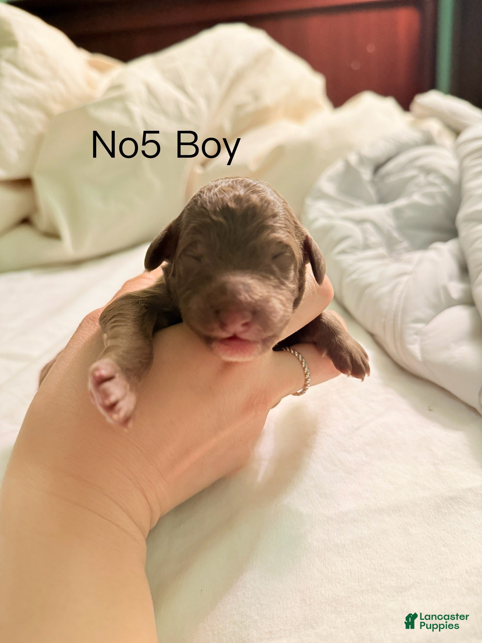 Standard Poodle dogs Standard Poodle Puppy 5 - Ad 9