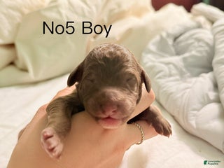 Standard Poodle dogs Standard Poodle Puppy 5 - Ad 37