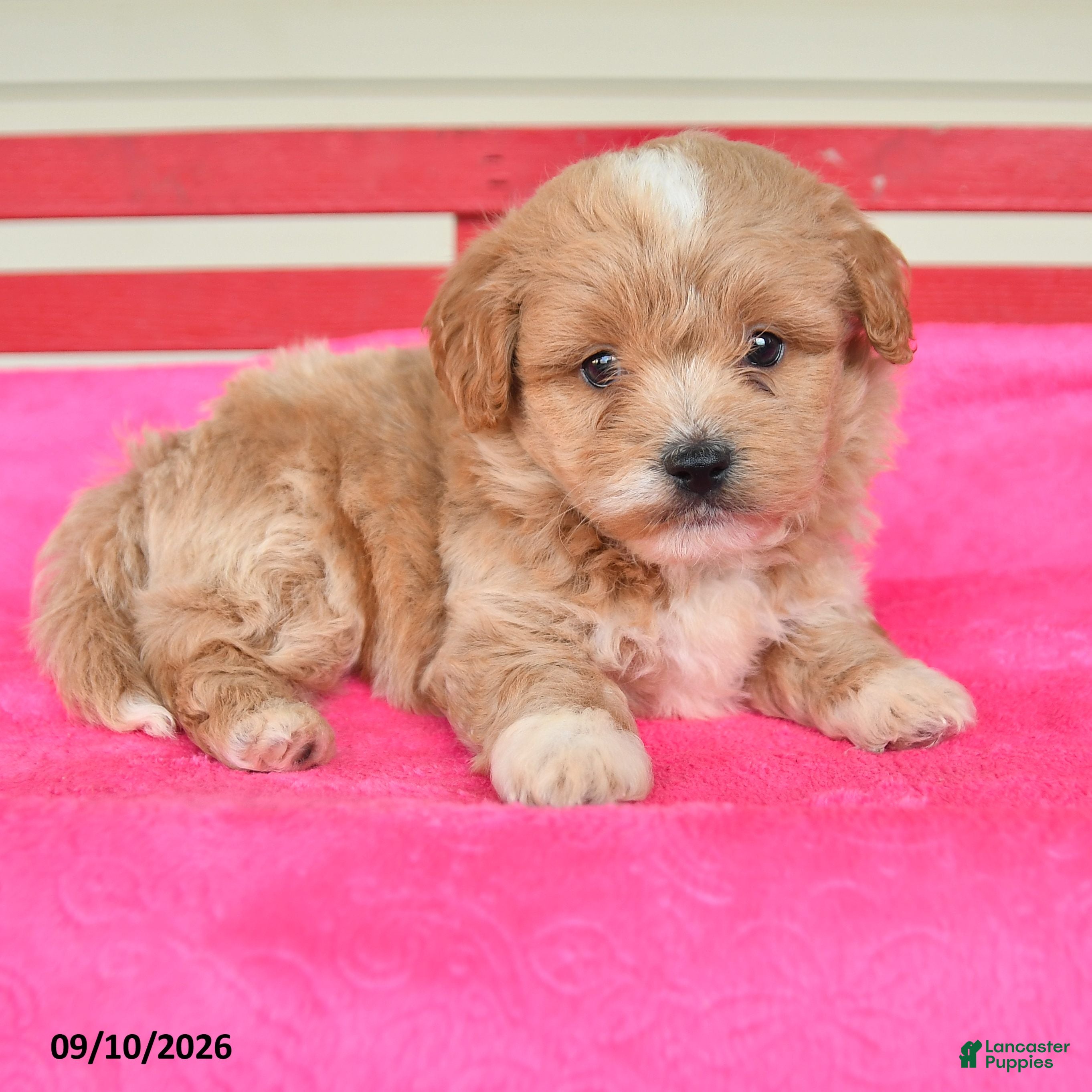 Shihpoo dogs Ronny - Ad 2
