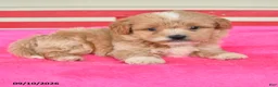 Shihpoo dogs for sale: Ronny - Ad 2