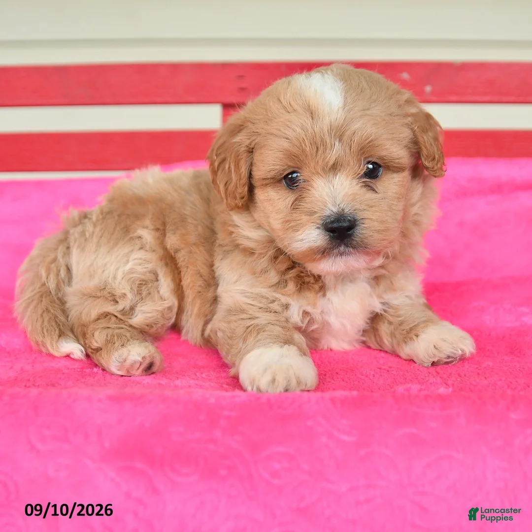 Shihpoo dogs for sale: Ronny - Ad 2