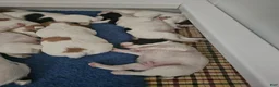 Brittany Spaniel dogs for sale: Brittany Spaniel 4 - Ad 1