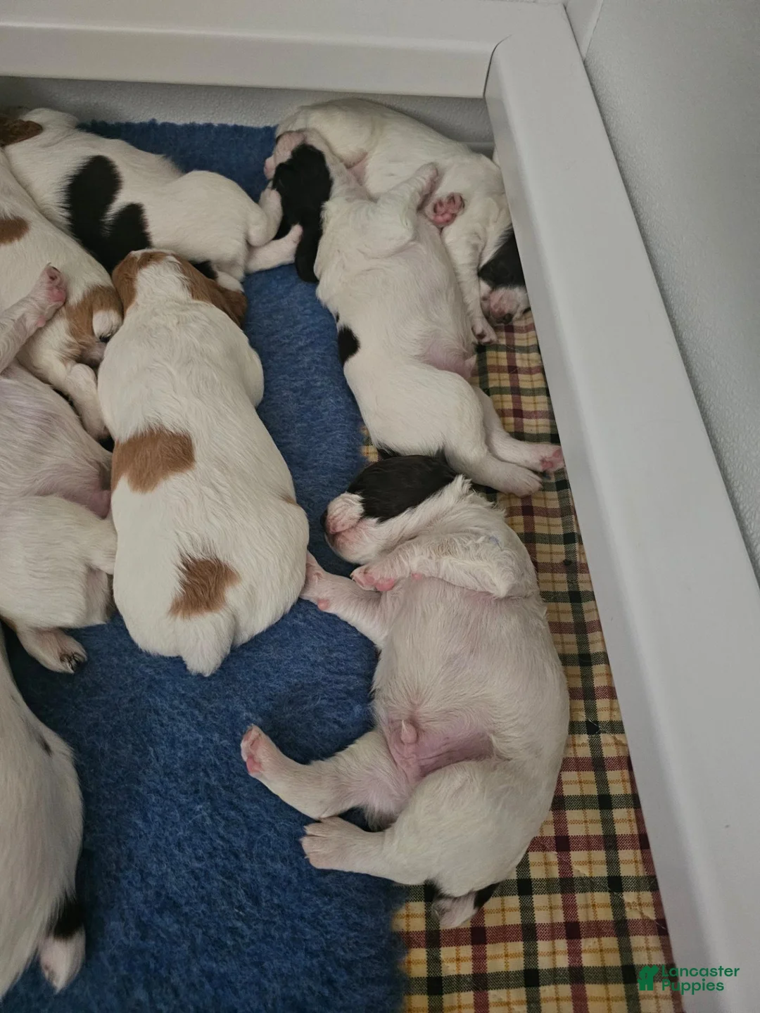 Brittany Spaniel dogs for sale: Brittany Spaniel 4 - Ad 1