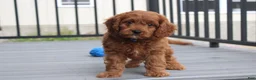Cavapoo dogs for sale: Major  - Ad 6