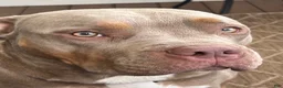 American Bully dogs for sale: Bambi - Ad 13
