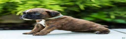 Boxer dogs for sale: Lori Boxer Puppy  - Ad 12