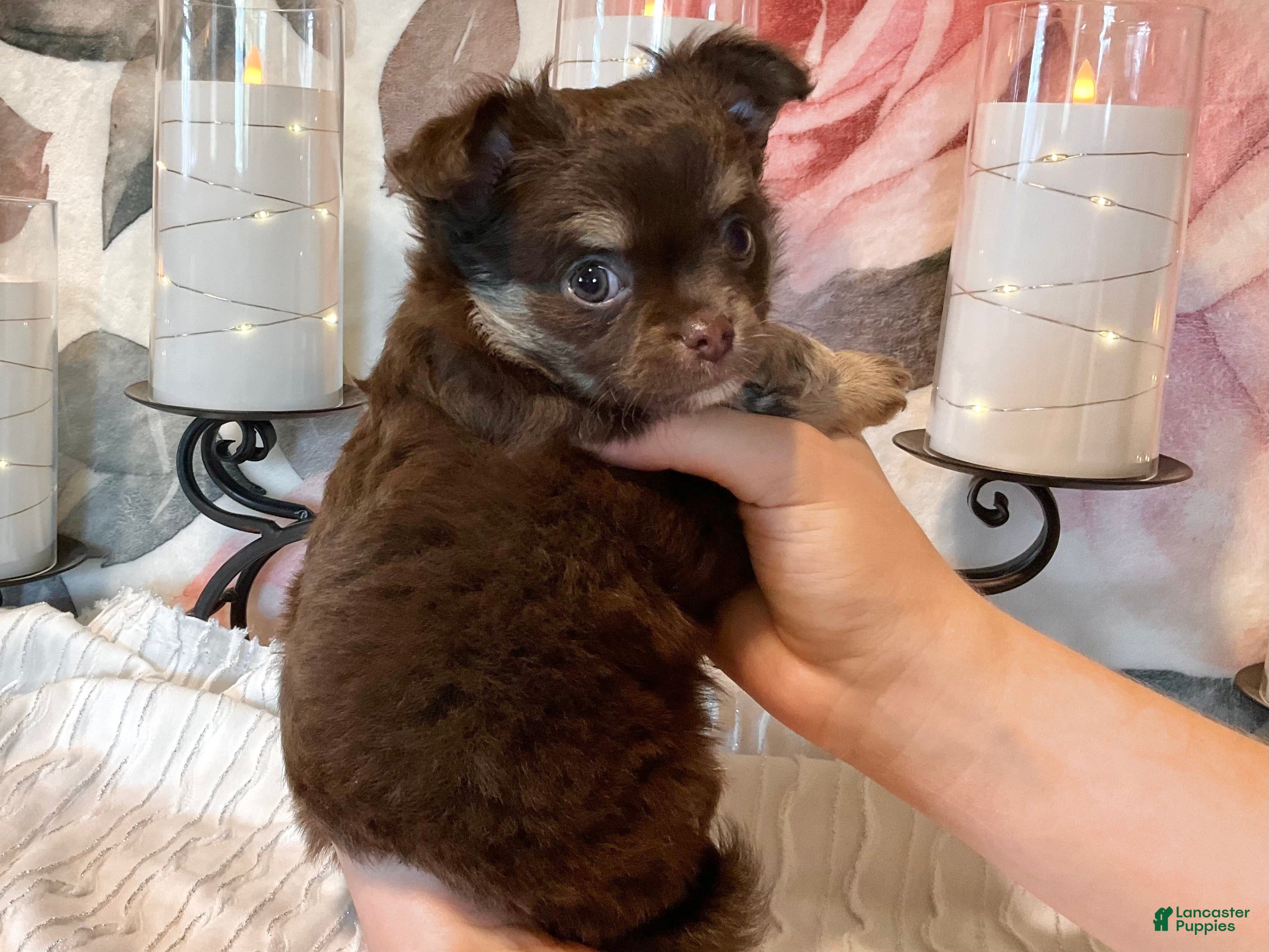 Chihuahua dogs Cherub - Ad 2
