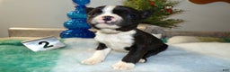 Boston Terrier dogs for sale: Boston Terrier Puppy 2 Darla - Ad 2