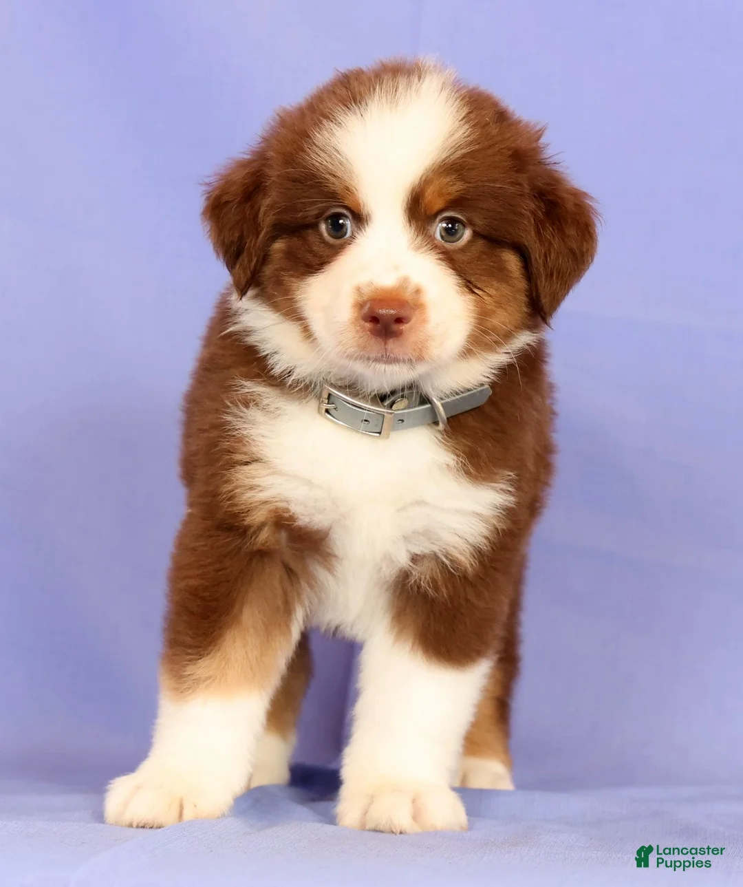 Miniature Australian Shepherd dogs for sale: Loren - Ad 2