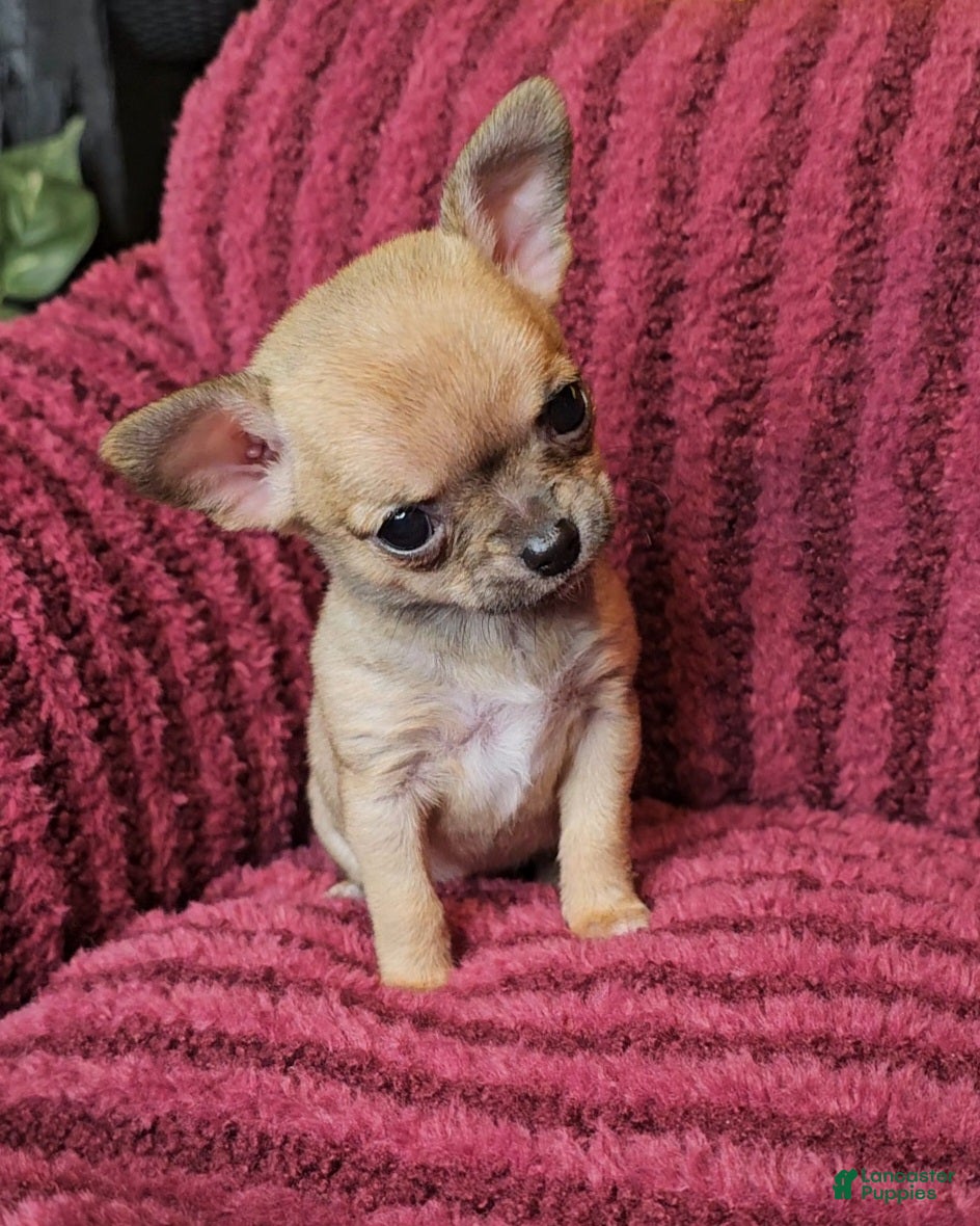 Chihuahua dogs Lily - Ad 26