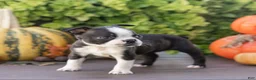 Boston Terrier dogs for sale: Cassie Boston Terrier  - Ad 8