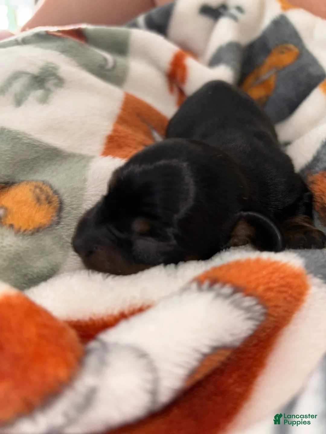 Miniature Dachshund dogs for sale: Miniature Dachshund Puppy 2 - Ad 1