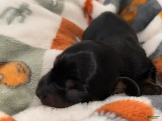 Miniature Dachshund dogs Miniature Dachshund Puppy 2 - Ad 2