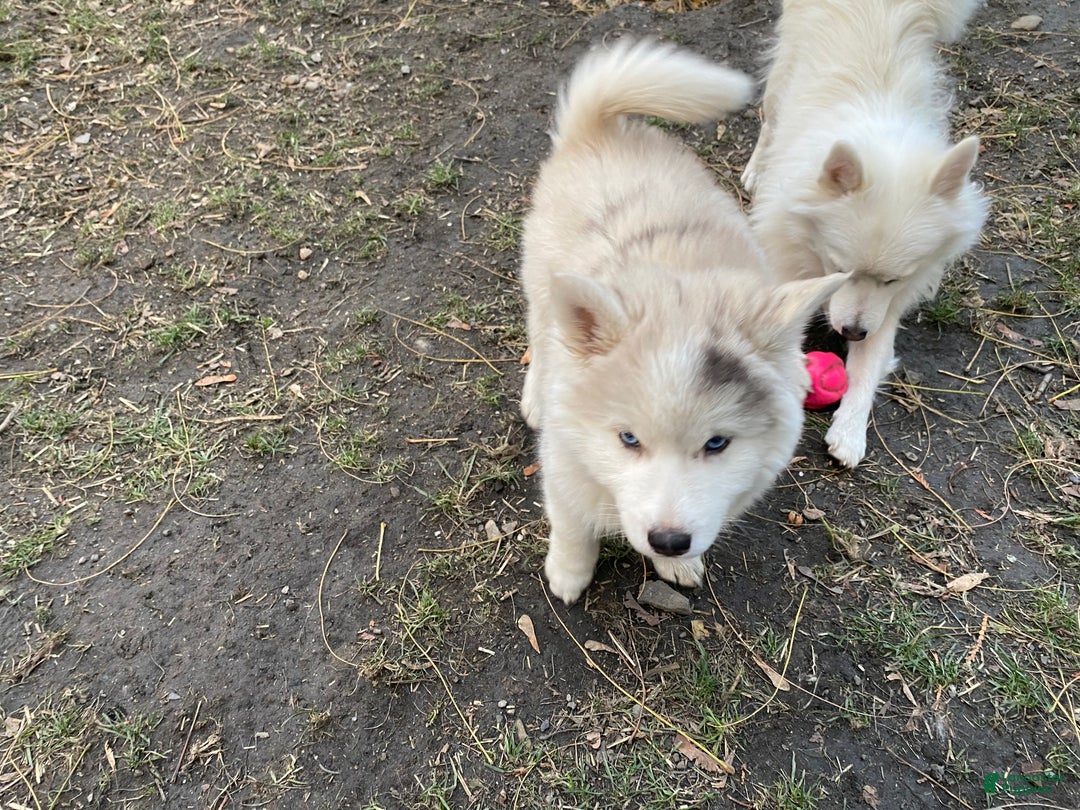 Pomsky dogs for sale: CJ “Caramel Jr” - Ad 7