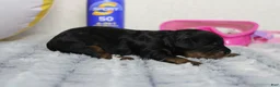 Cavapoo dogs for sale: Logan - Ad 5