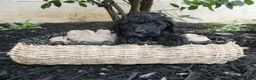 Bernedoodle dogs for sale: Nella - Ad 3