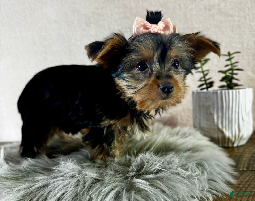 Yorkshire Terrier dogs for sale: Willow - Ad 2