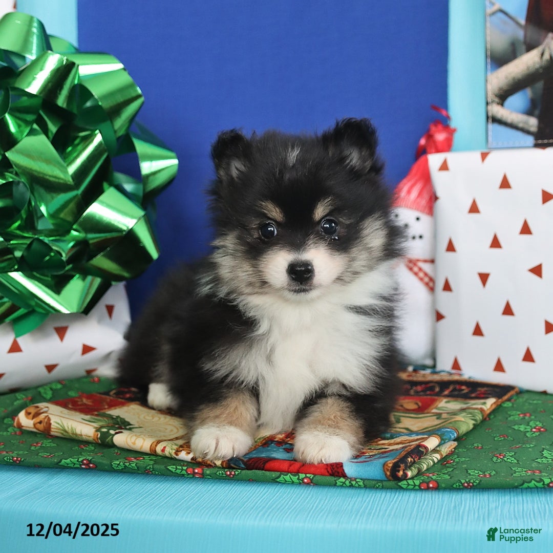 Pomeranian dogs for sale: Sweet Pea - Ad 3
