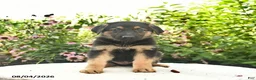 German Shepherd dogs for sale: Lancelot - Ad 2