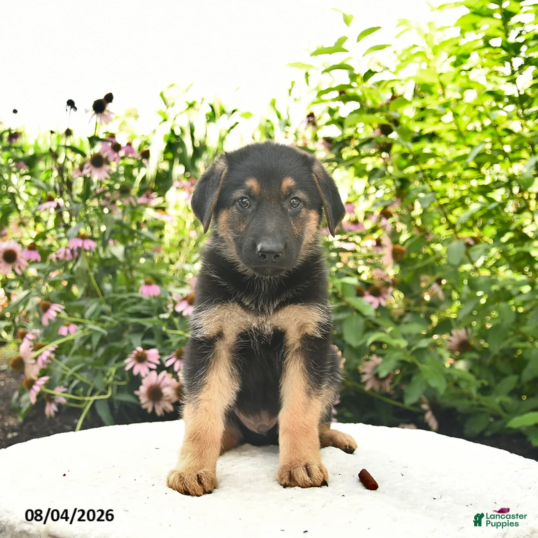 German Shepherd dogs for sale: Lancelot - Ad 2