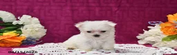 Maltese dogs for sale: Ace - Ad 4