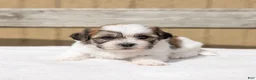 Teddy Bear dogs for sale: Maple - Ad 5