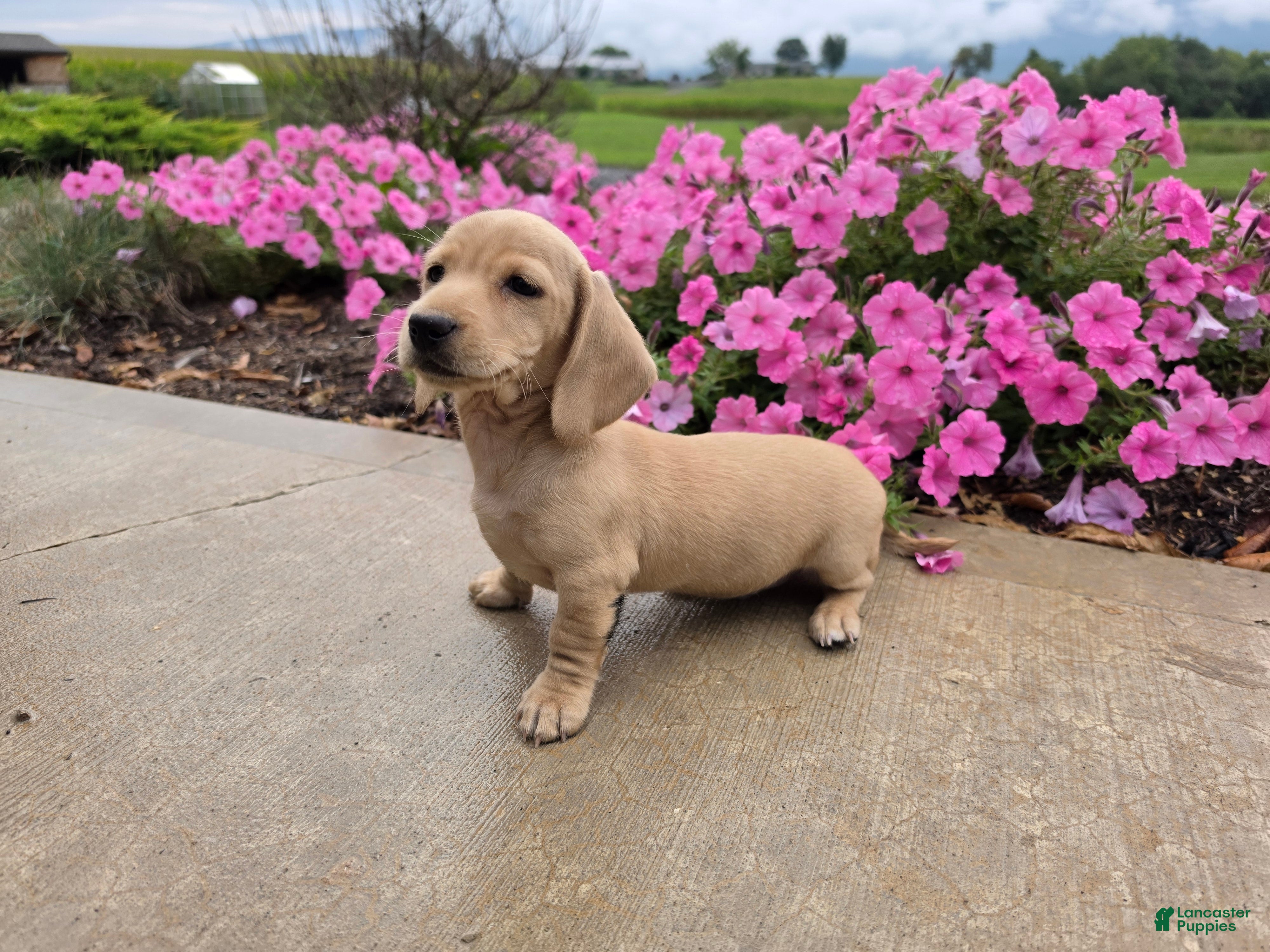 Miniature Dachshund dogs Harper - Ad 2