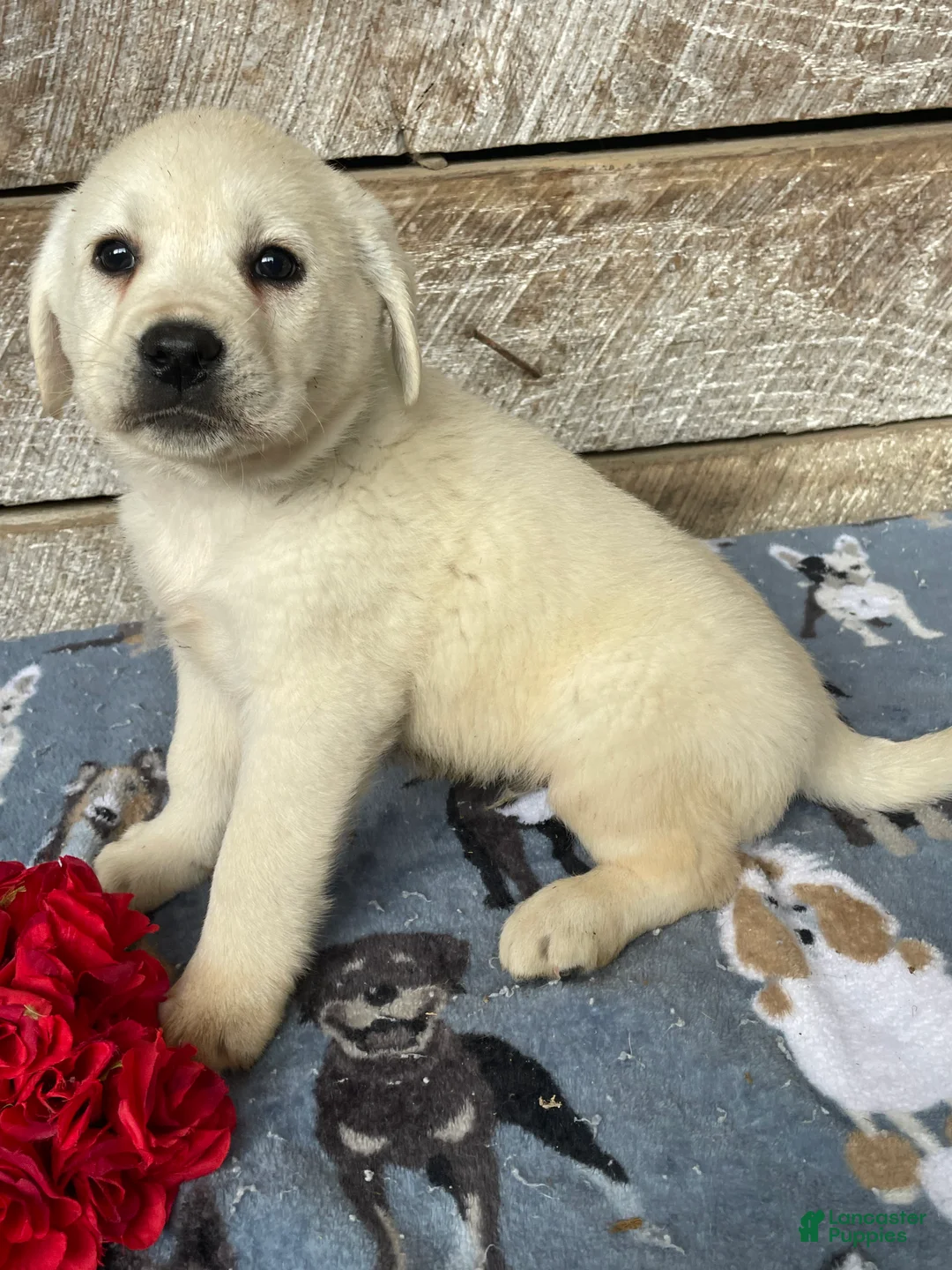 Labrador Retriever dogs for sale: Bear - Ad 4