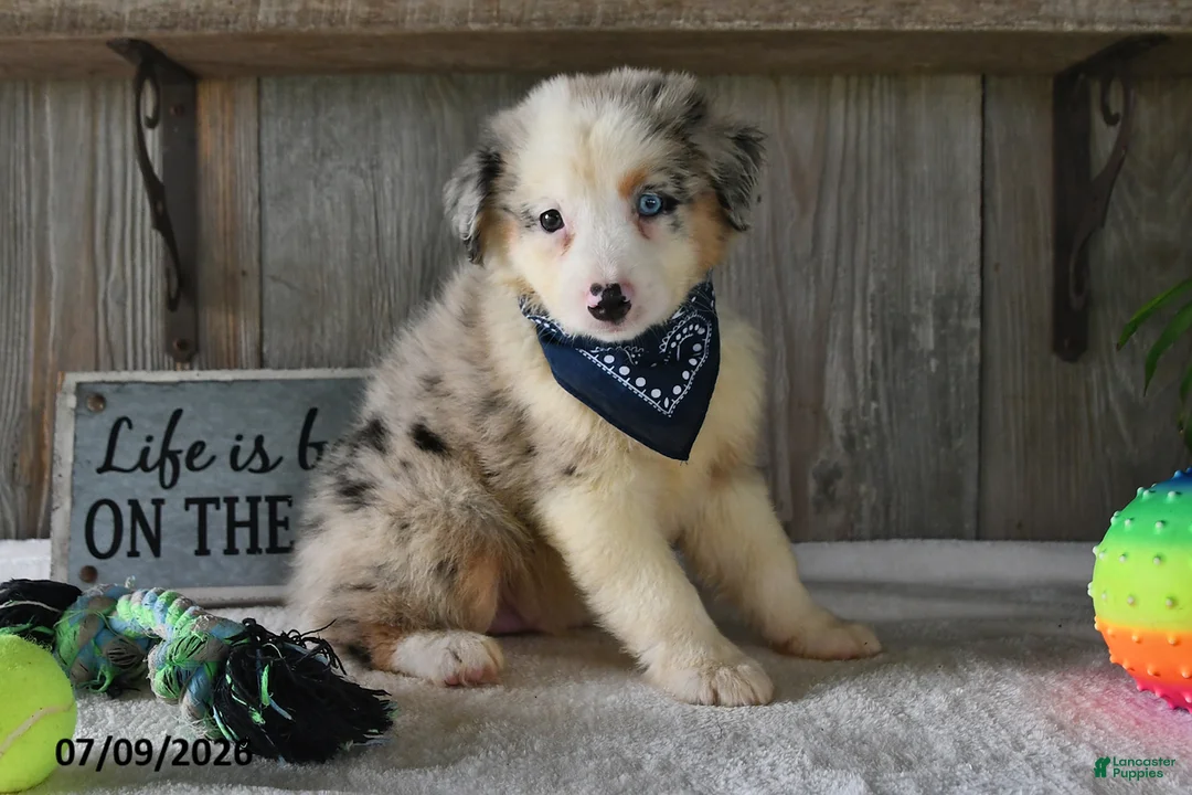 Australian Shepherd dogs for sale: Koby - Ad 2
