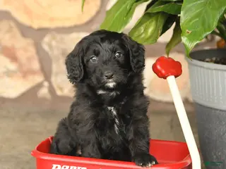 Double Doodle dogs for sale: Diamond - Ad 1