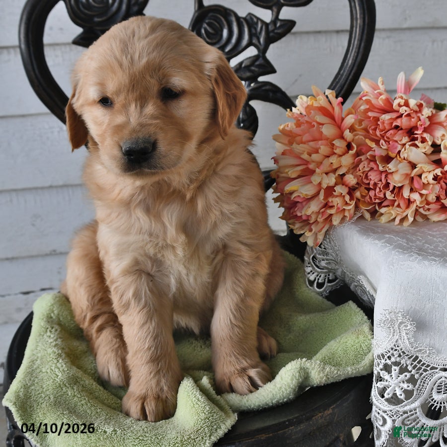 Golden Retriever dogs Megan - Ad 2