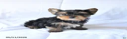 Yorkshire Terrier dogs for sale: Rowdy - Ad 4