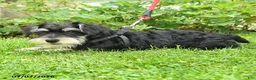 Miniature Schnauzer dogs for sale: Garrett - Ad 5