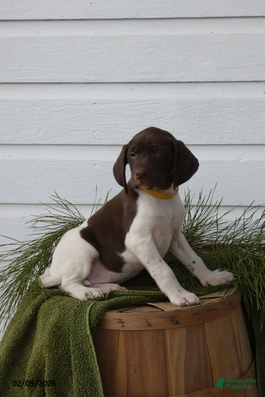 Mixed Breed dogs for sale: Licorice - Ad 1