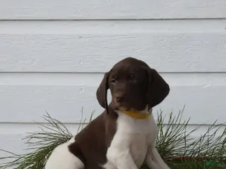 Mixed Breed dogs Licorice - Ad 22