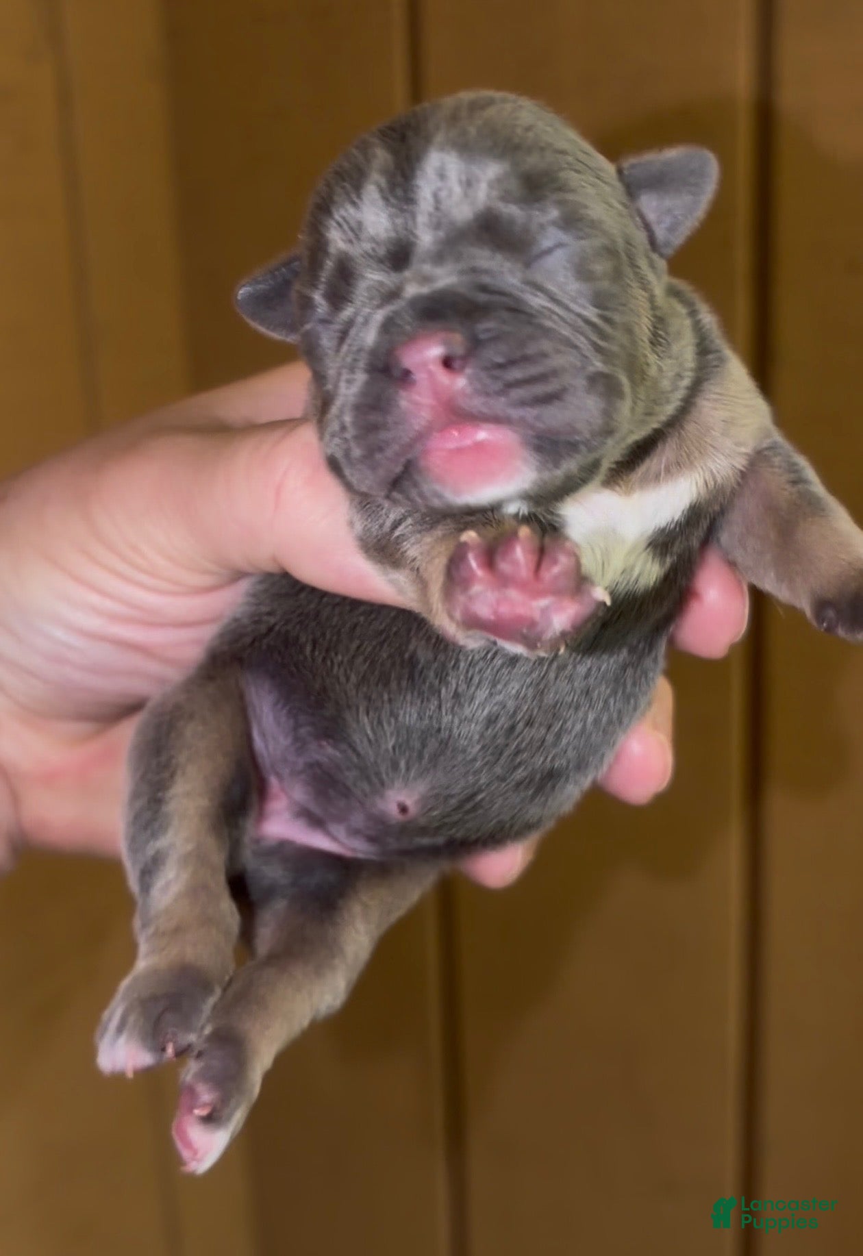 French Bulldog dogs for sale: Bertha_Female - Ad 1