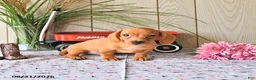 Miniature Dachshund dogs for sale: Ronny - Ad 9