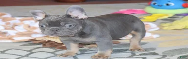 French Bulldog Puppy 2