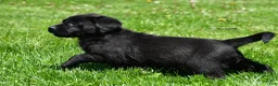 Labrador Retriever dogs for sale: Luna - Ad 5