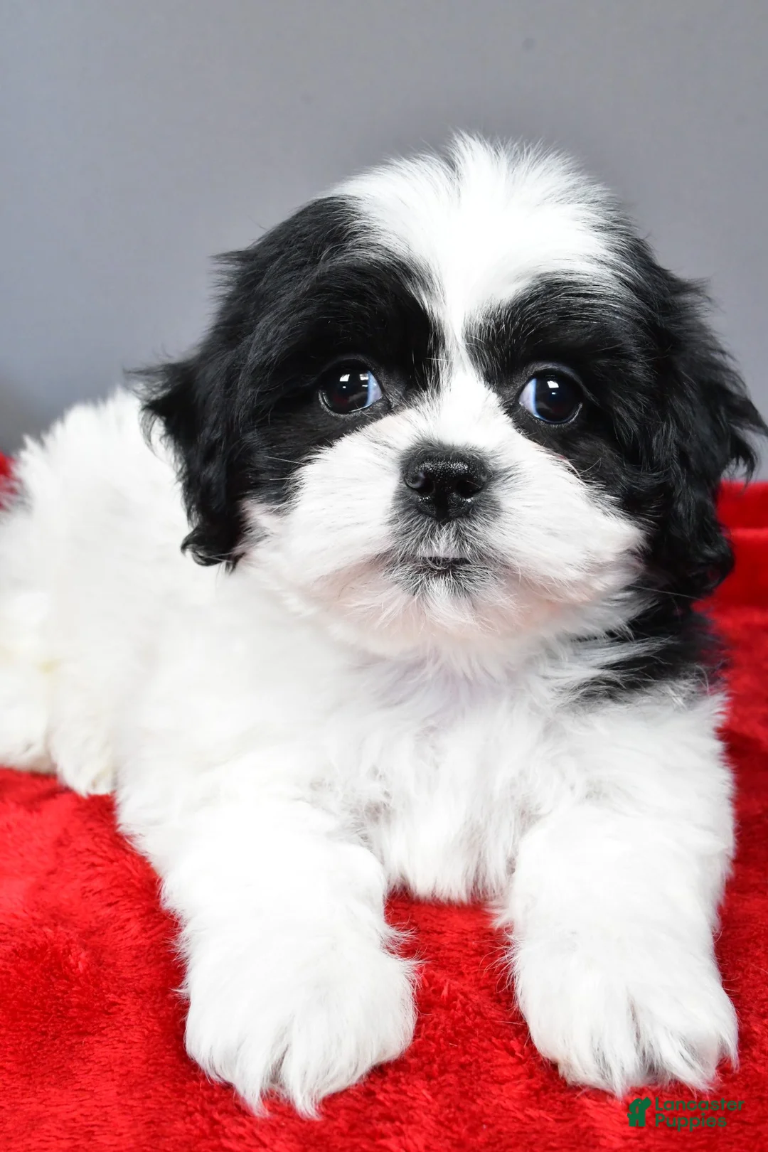 Teddy Bear dogs for sale: simone - Ad 4