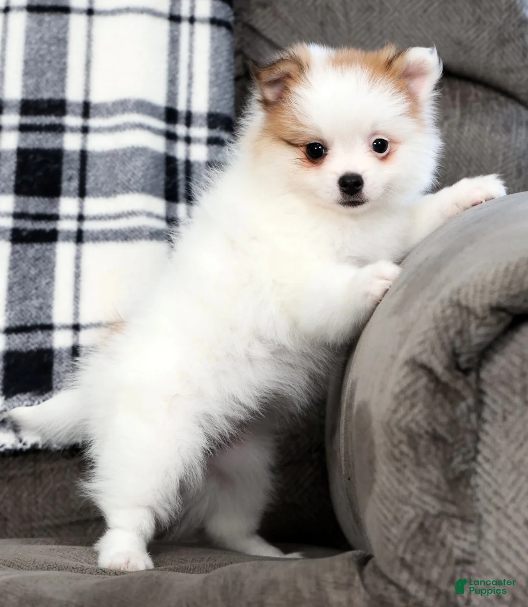 Pomeranian dogs for sale: Bella - Ad 4
