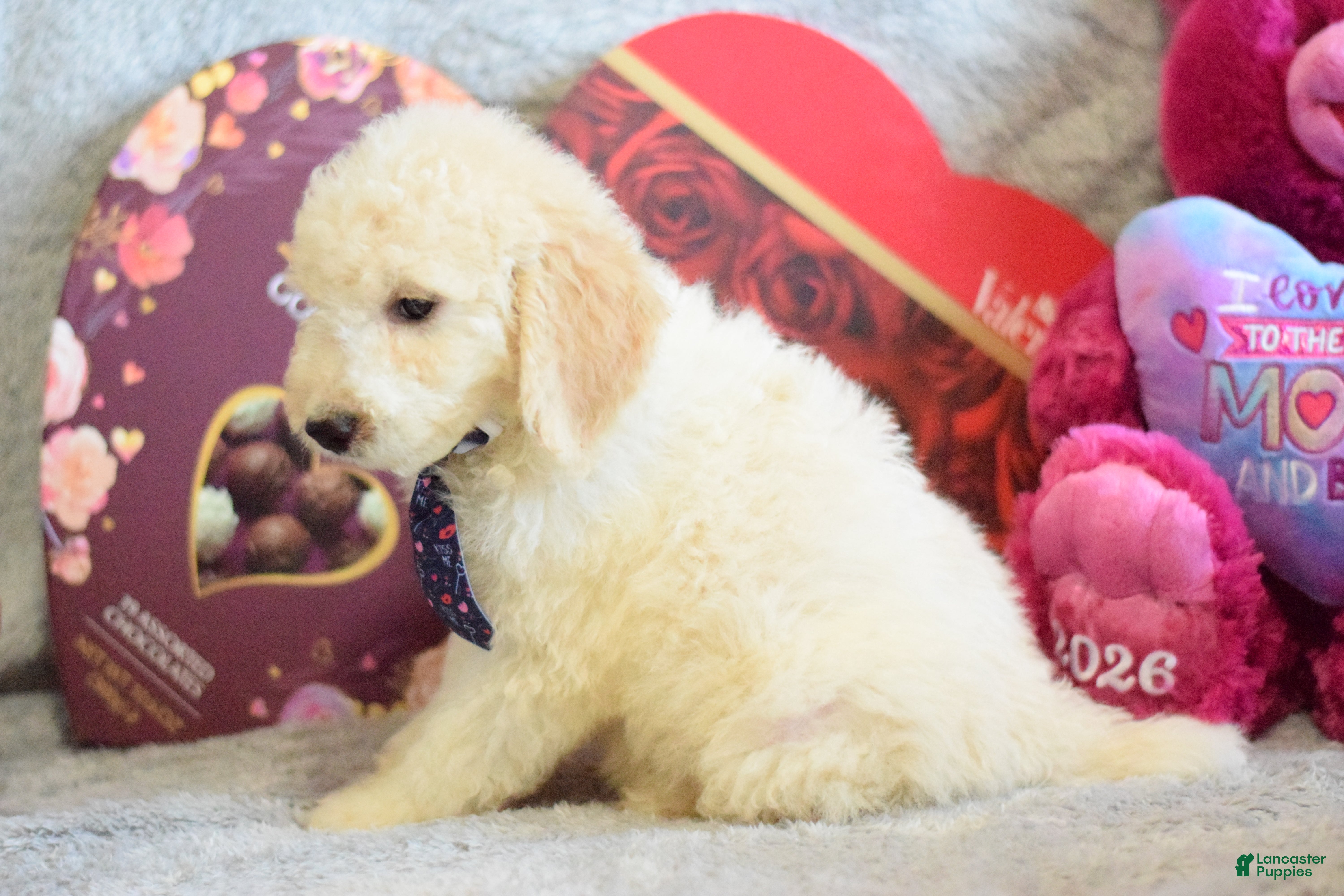 Goldendoodle dogs Goldendoodle Puppy 2 - Ad 2
