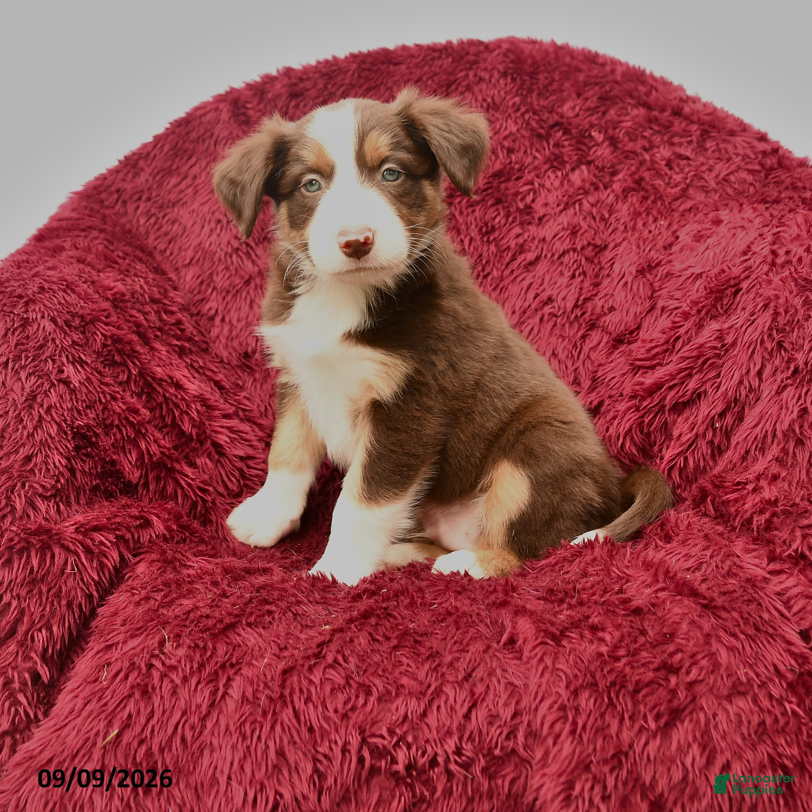 Border Collie dogs Noble - Ad 1