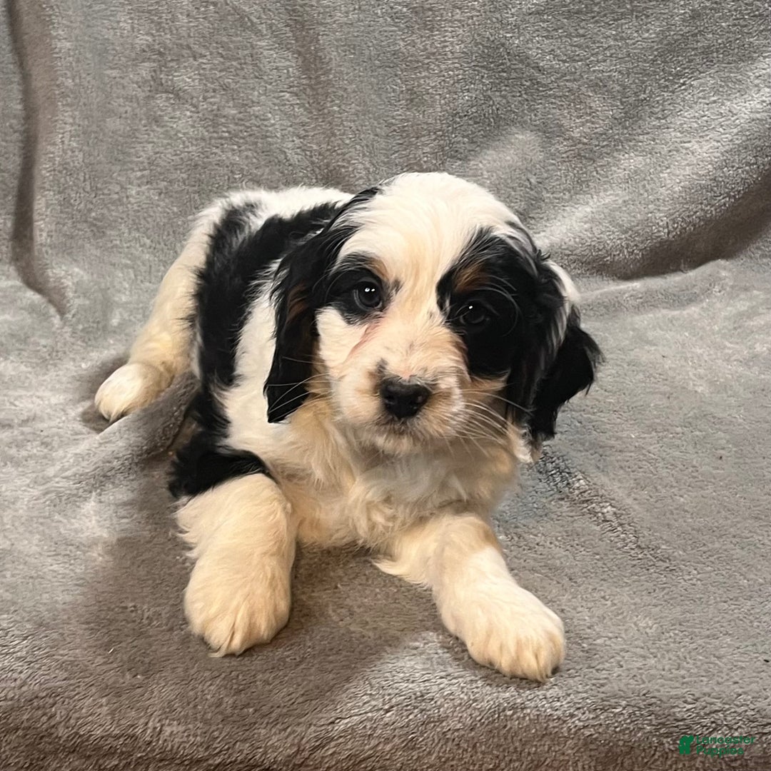 Bernedoodle dogs for sale: Gus - Ad 3