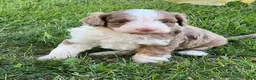 Aussiedoodle dogs for sale: Butternut Miniature Aussiedoodle  - Ad 6